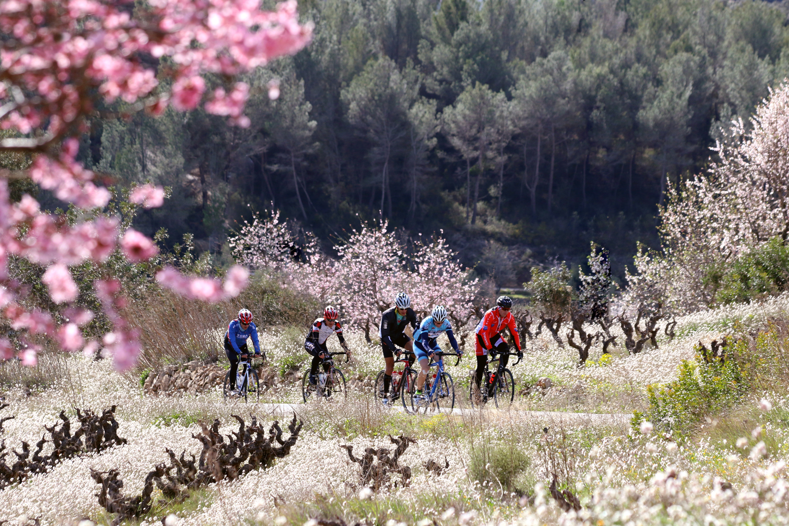 Blüten Ibiza